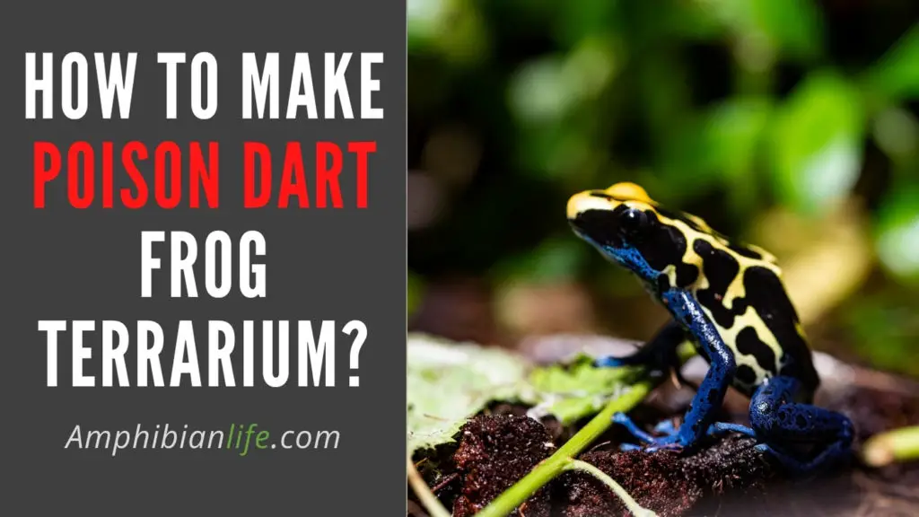 how to Create Poison dart frog vivarium