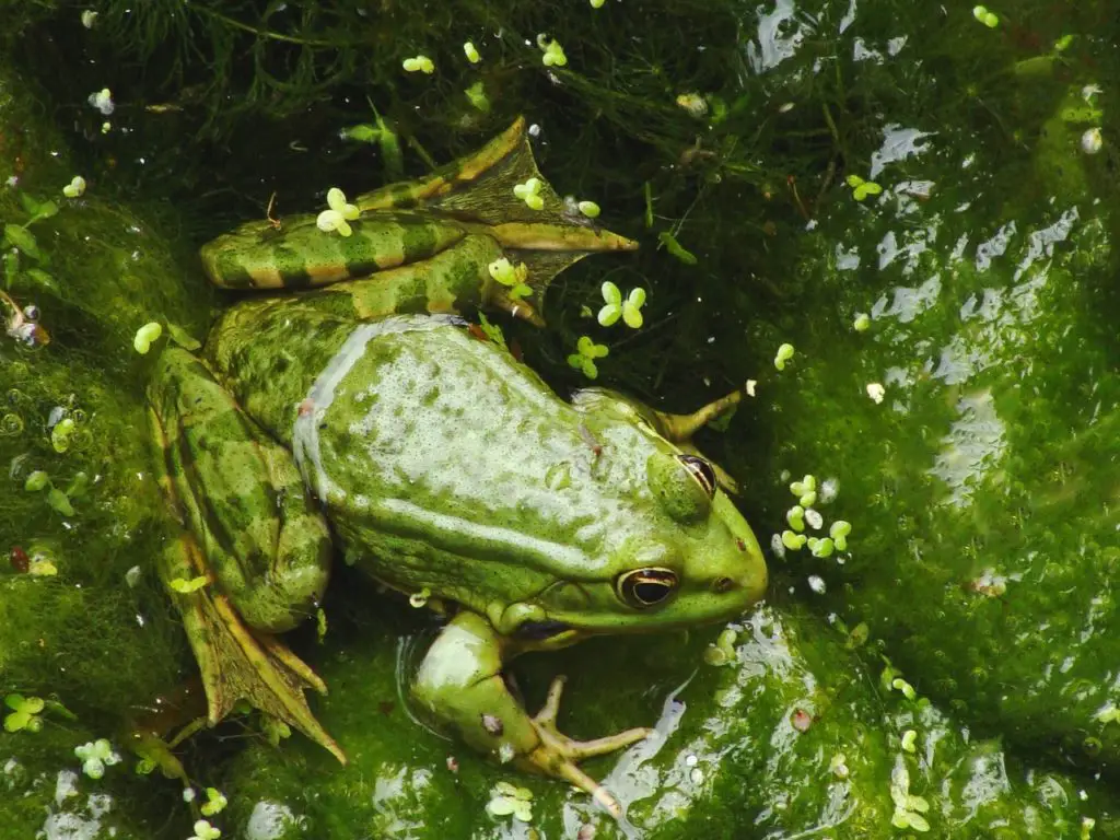 Is it good to have frogs in your garden?