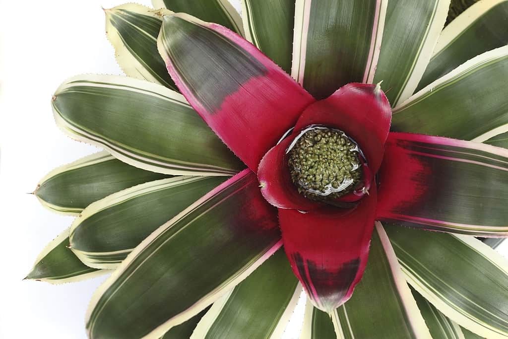 How To Take Care Of Neoregelia 