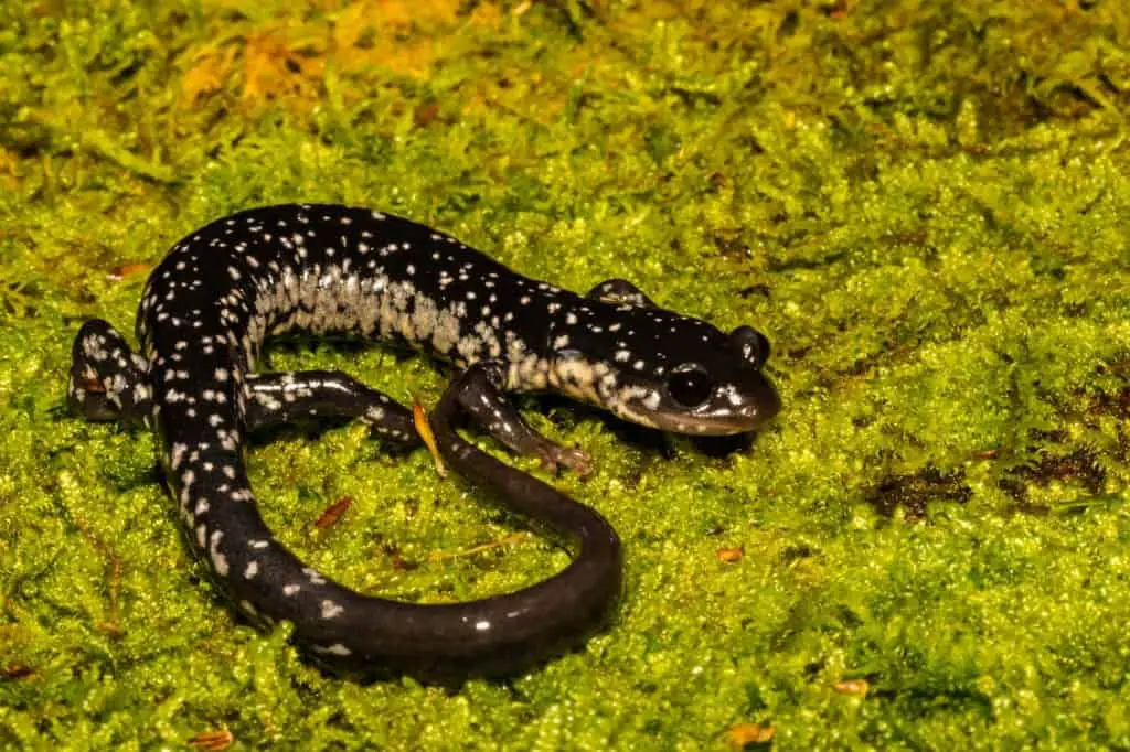 Do Slimy Salamanders make good pets? 