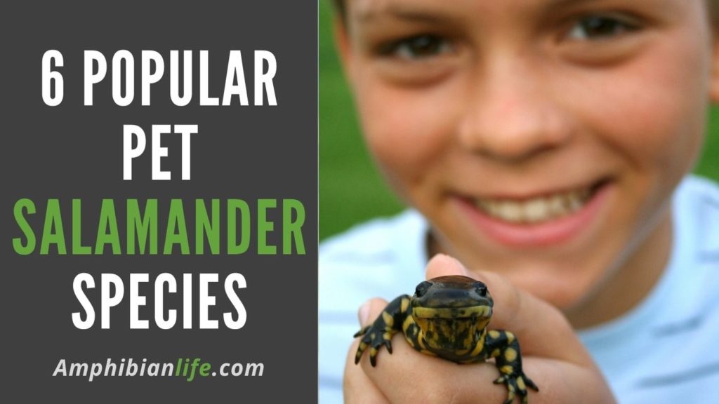 best salamander to have as a pet?