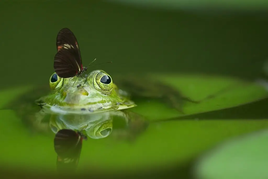 safe water for amphibians