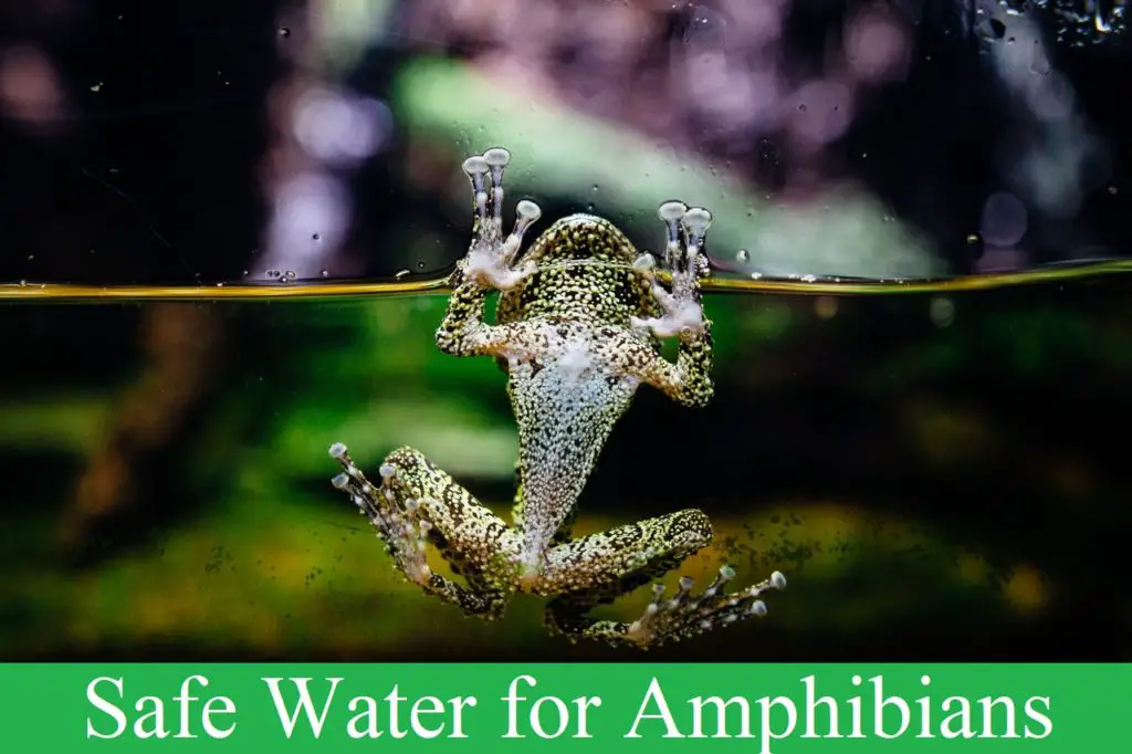 is salt water safe water for amphibians?