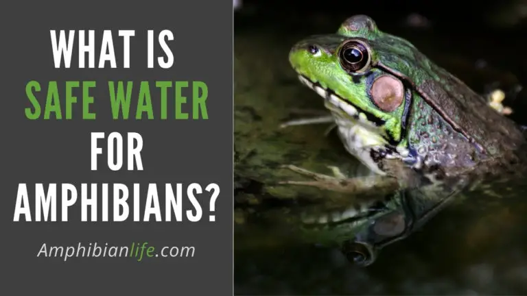 What is Safe Water for Amphibians? Is Acidic water safe?