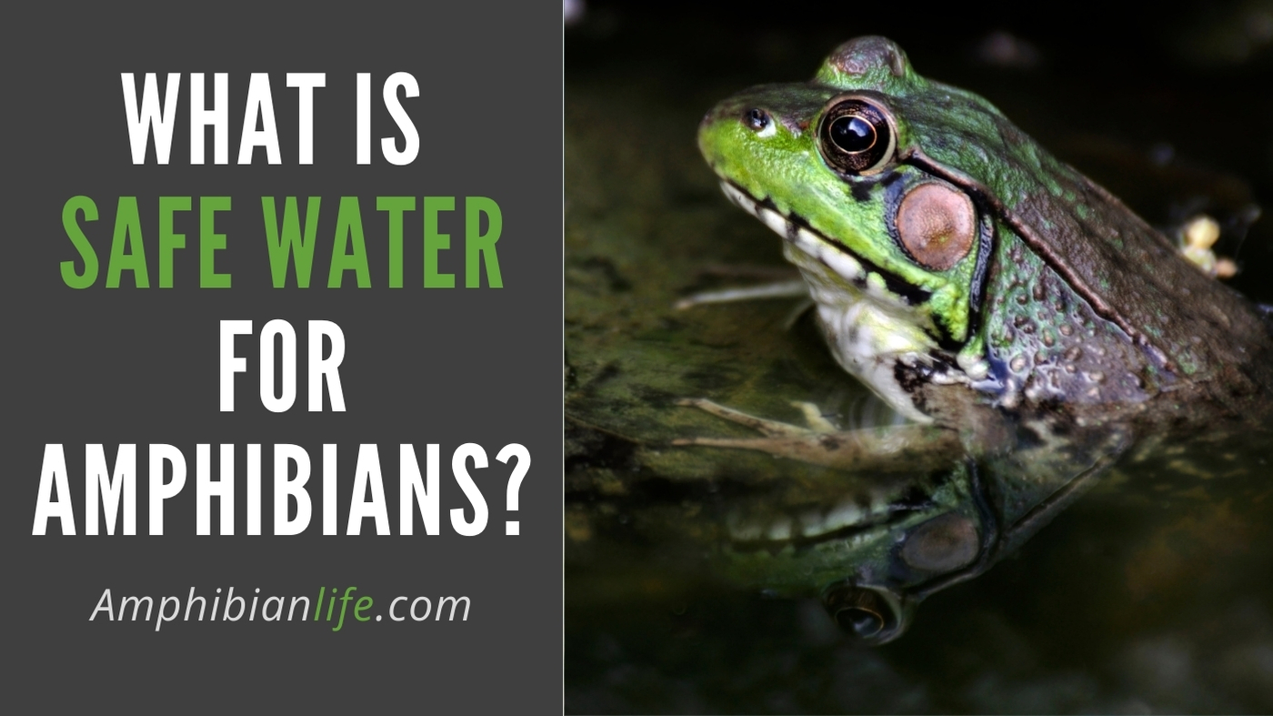 waht is safe water for amphibians