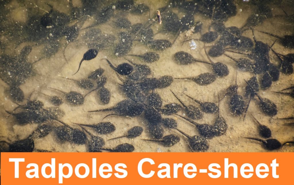 How to take care of tadpoles?