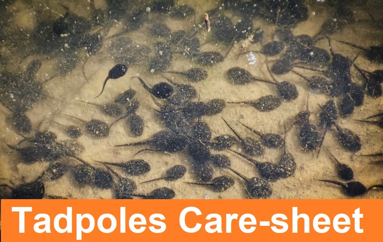 How do you Care for Dart Frog Tadpoles? Amphibian Life