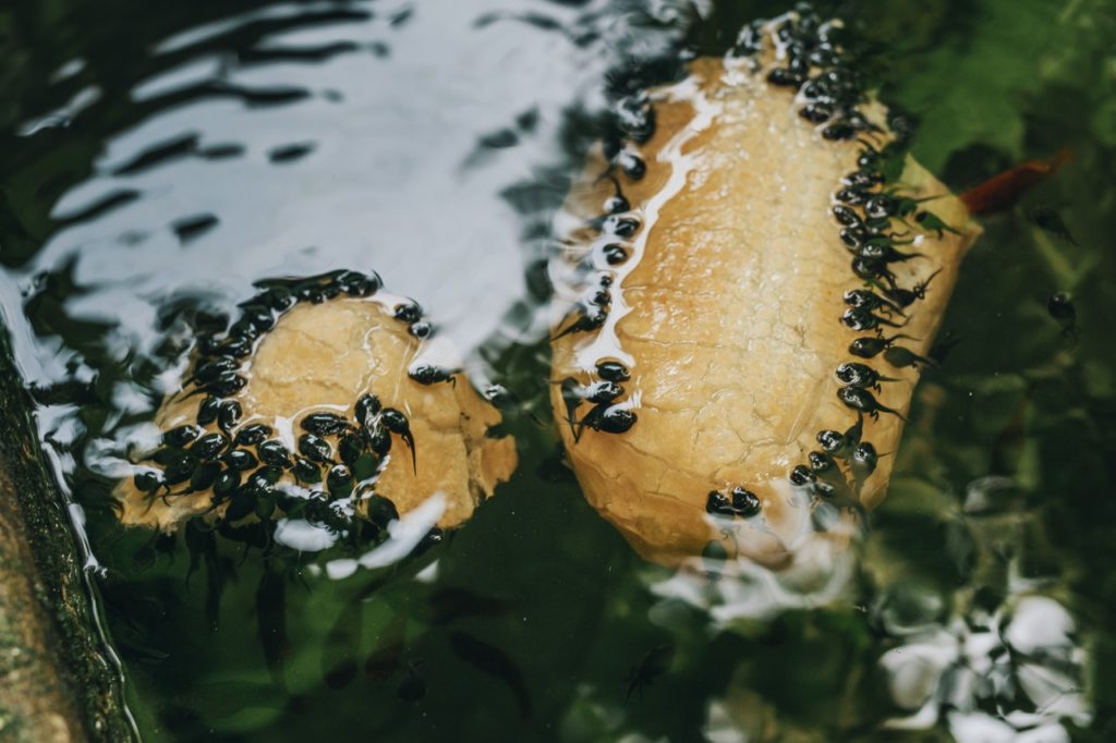 What do tadpoles eat? What to feed them?