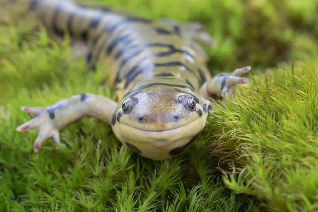 Do Tiger Salamanders make good pets?