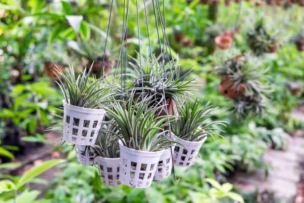 How do you take care of a Tillandsia air plant?