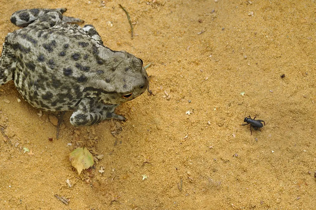 toads eating insect