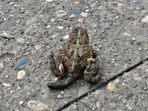 toad poop frog feces
