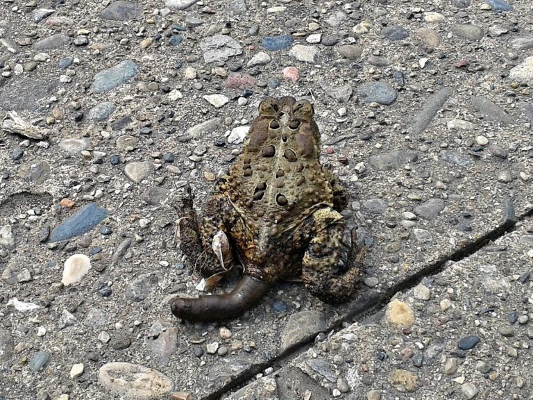 What Does Frog Poop Look Like (You May Be Surprised) Amphibian Life
