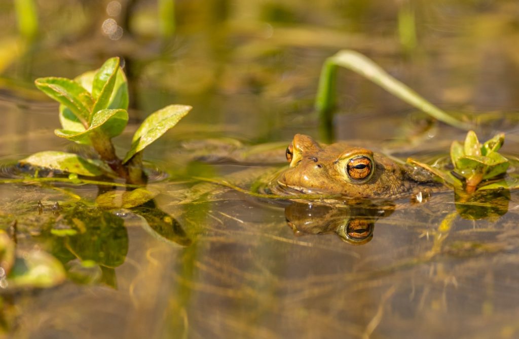 How to Attract Amphibians to Your Garden