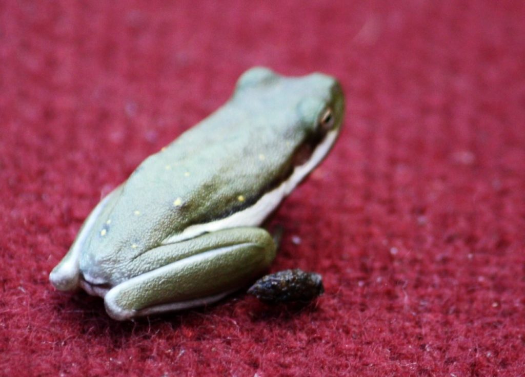 Tree frog pooping on carpet