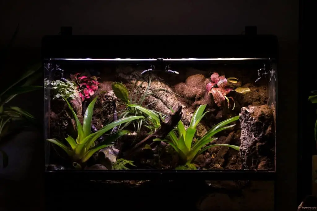 Tropical terrarium for frogs