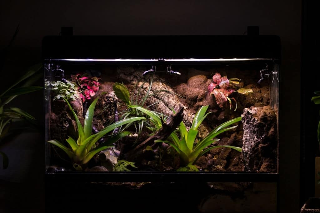 Tropical Terrarium Size For a Pacman Frog