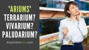 Terrarium vs Vivarium vs Paludariums and other ‘Ariums’