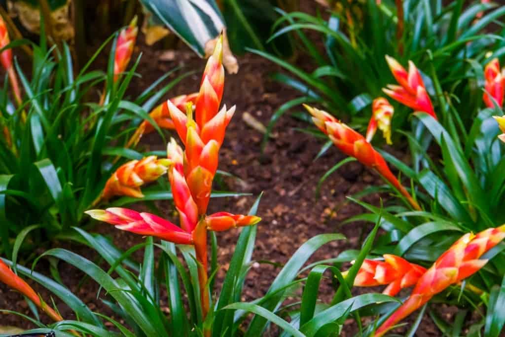 How To Care For A Vriesea Plant (Flaming Sword)