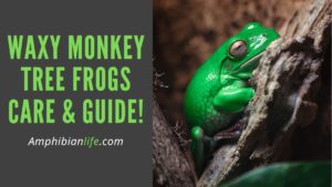 Waxy Monkey Tree Frogs: A Guide & Care Sheet