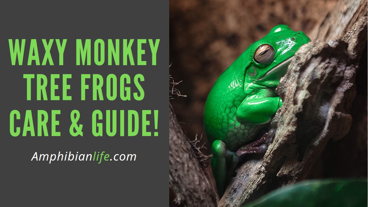 Waxy monkey tree frog Guide