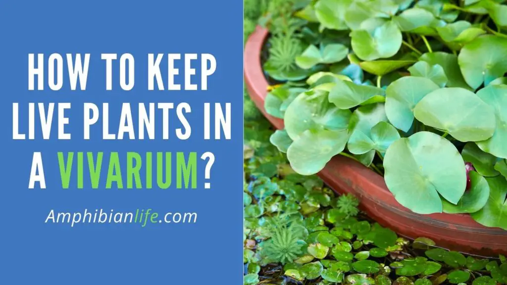How to Plant Epiphytes in a Vivarium