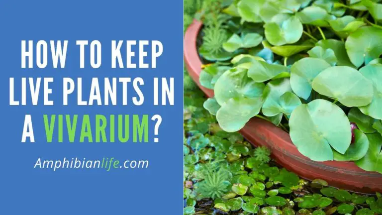 What Plants Can I Put In A Vivarium? (How To Keep Them Alive)