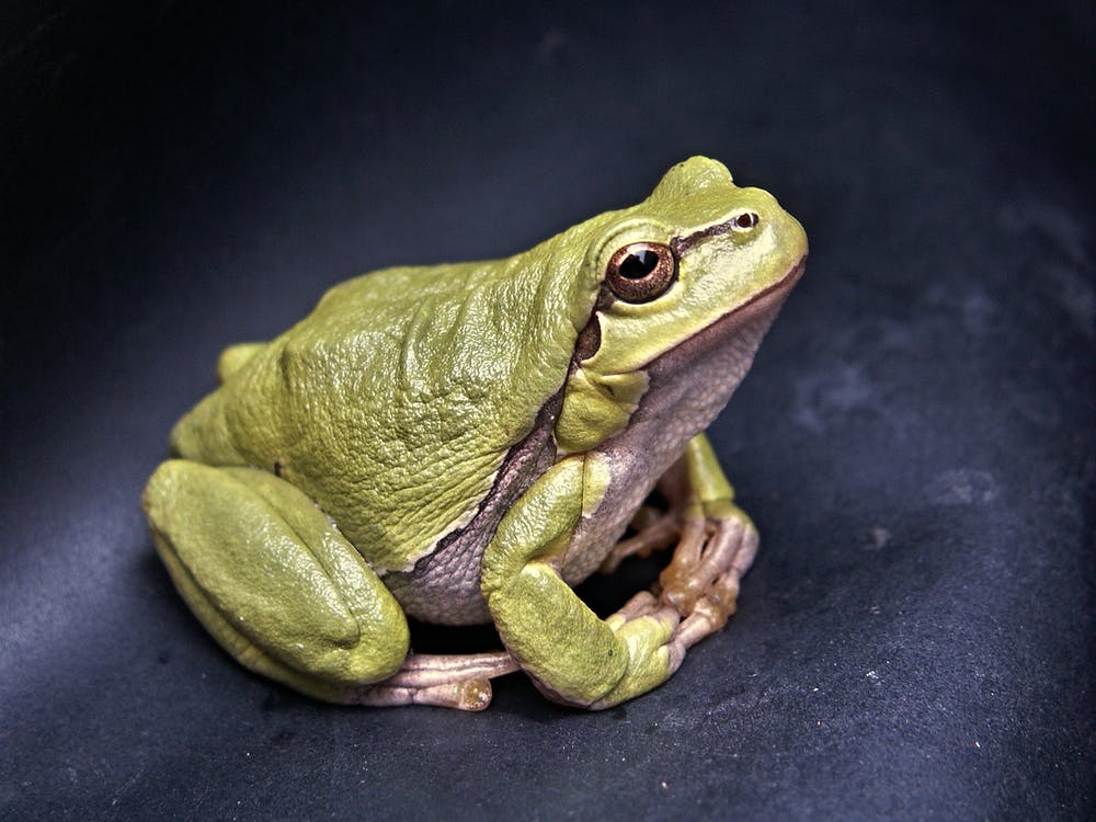 White's tree frog (Litoria Caerulea)