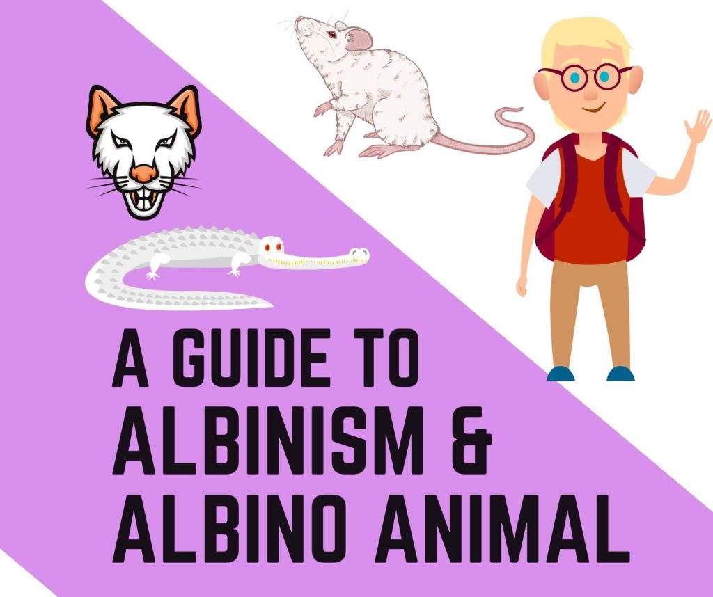 albinism and albino amphibians