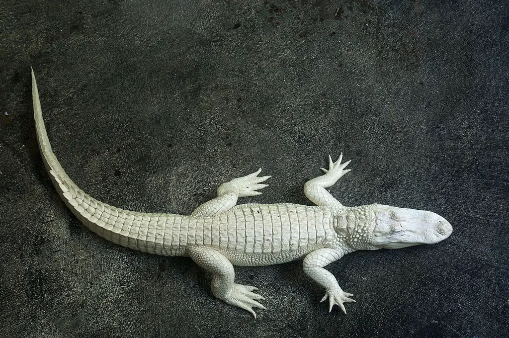 Albino Alligator - Albinism in Reptiles