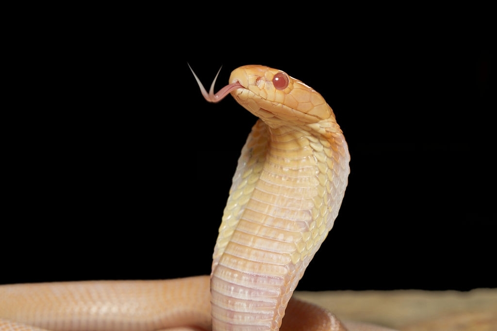 Albino Monocled Cobra - Albinism in Reptiles