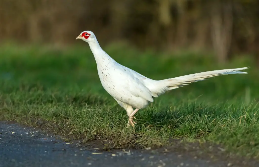 White Pheasant Albino - Albinism in birds