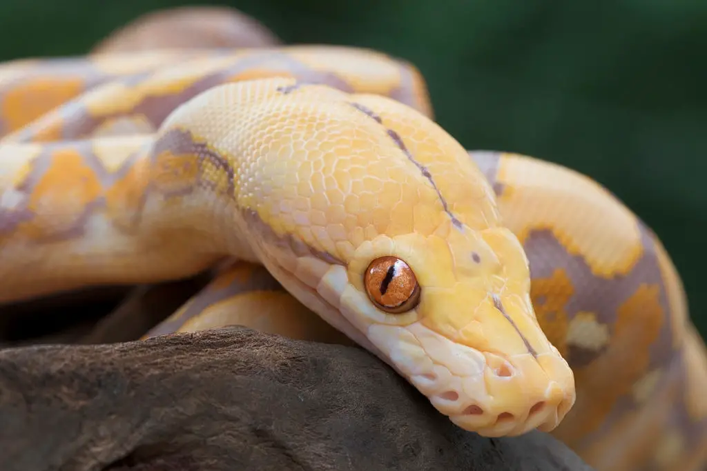 Albino Reticulated Python - Albinism in Reptiles