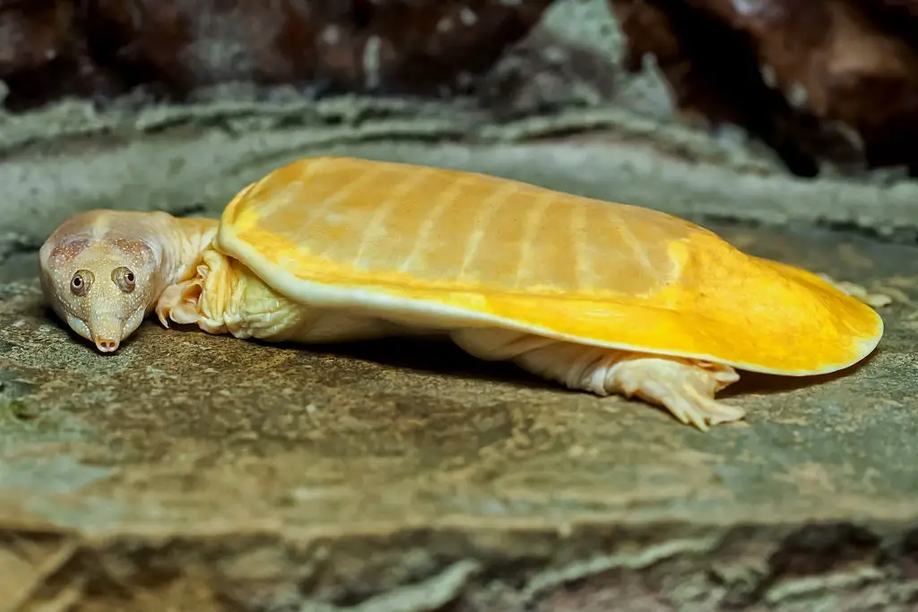 Albino snapping turtle - Albinism in Animals