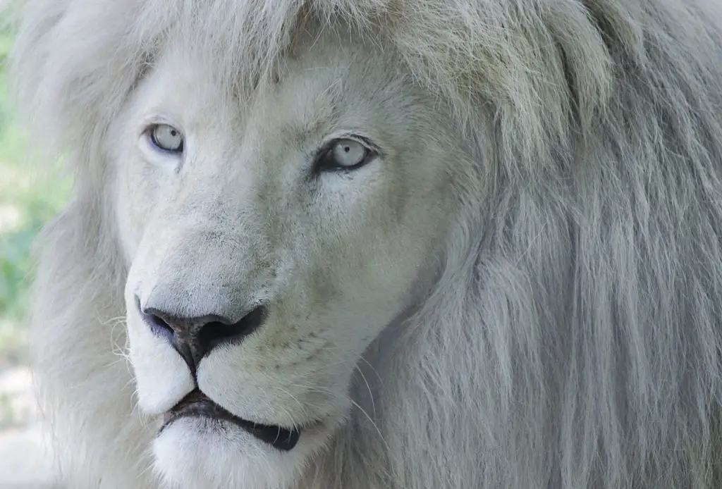 Albino White lion- Albinism in Animals 