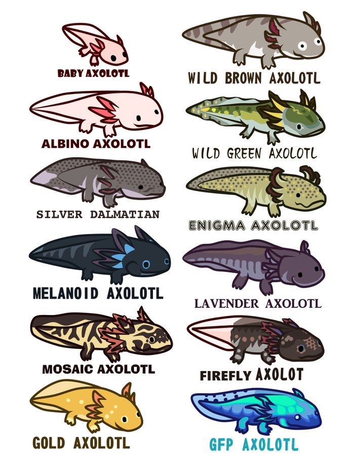 Do Axolotls have Many Colors? (And Why so Many) - Amphibian Life