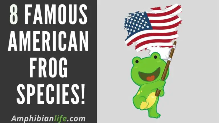 8 Awesome Frogs of USA and Canada