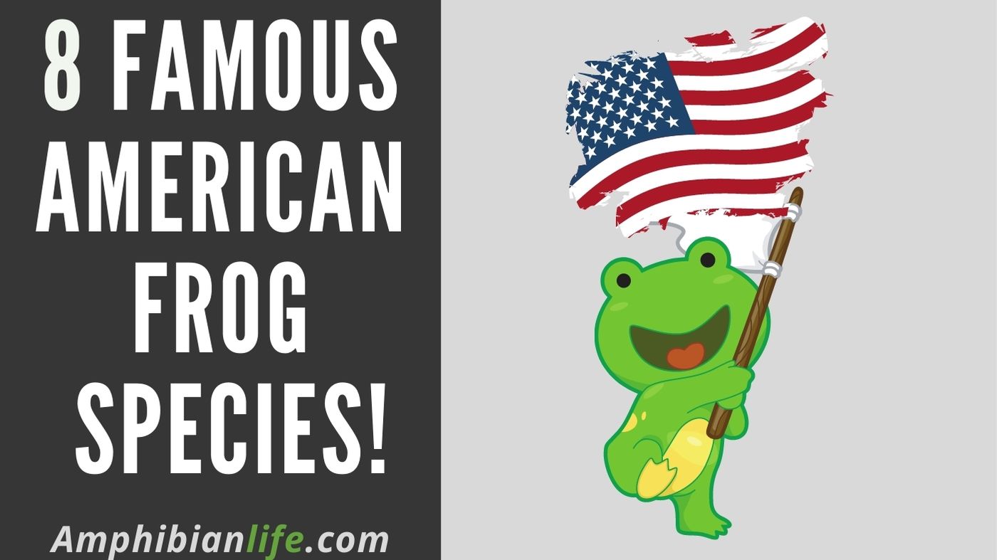 8 Awesome Frogs of USA and Canada - Amphibian Life