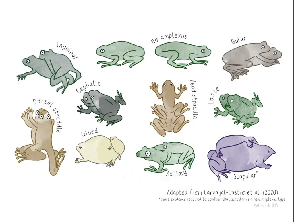 Amplexus positions in frogs