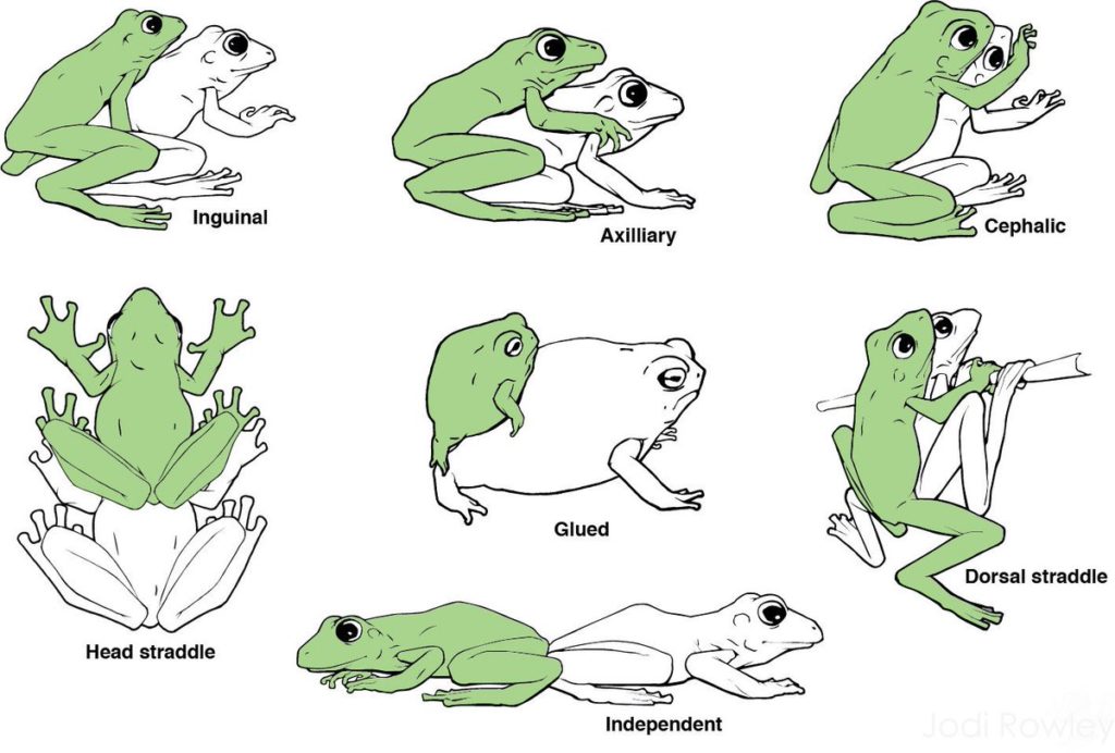 Various Amplexus positions in toads and frogs 