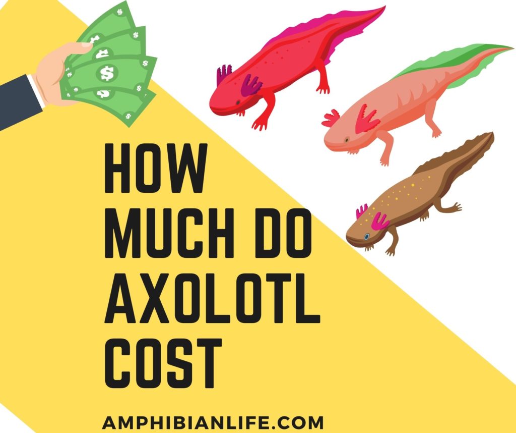 How much do Axolotl cost?+Tank and Accessories