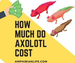 How much do Axolotl cost?+Tank and Accessories