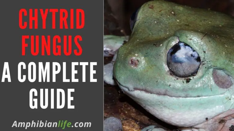 What is Chytrid Fungus? (Detection, Diagnosis and Prevention)