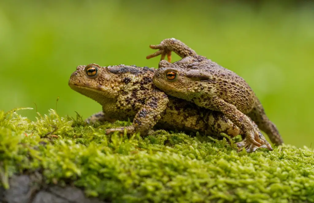 Common toad amplexus