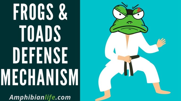 20 Frogs Defense Mechanisms You must know
