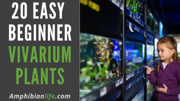 20 Easy Vivarium Plants for Beginners