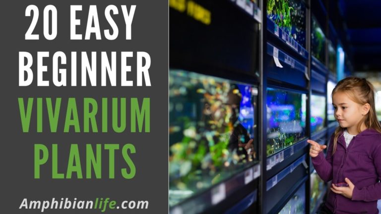 Vivarium Plants for Beginners (20 Easy Vivarium Plants ...
