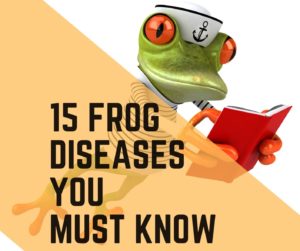 Which Disease Can Kill Frogs? (15 Diseases you must know)
