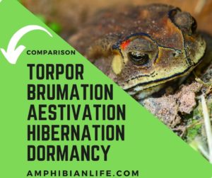 Hibernation vs Brumation vs Torpor Vs Dormancy?