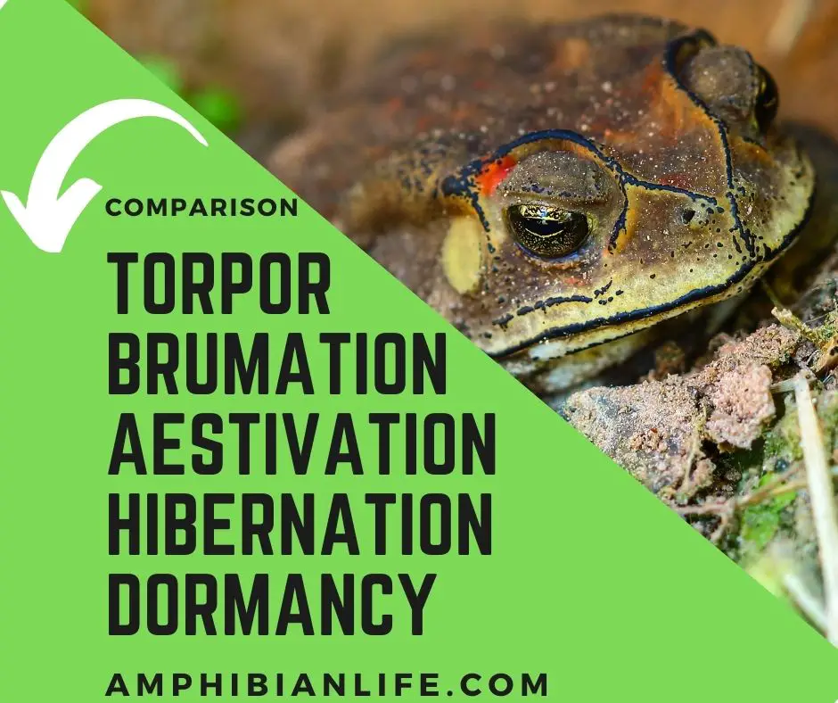 Hibernation vs Brumation vs Torpor Vs Dormancy? - Amphibian Life
